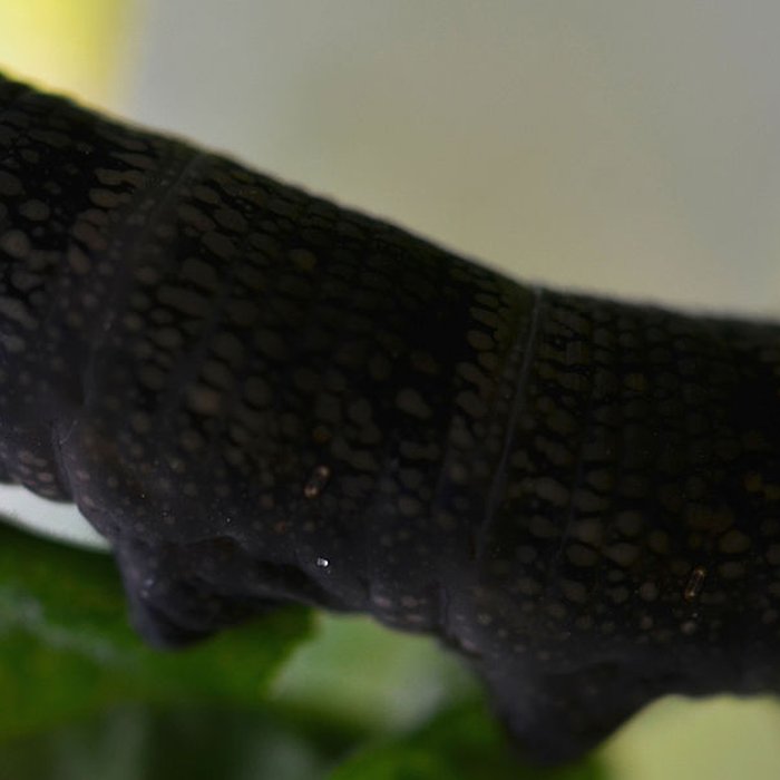 Photo de Citadelle de Lille