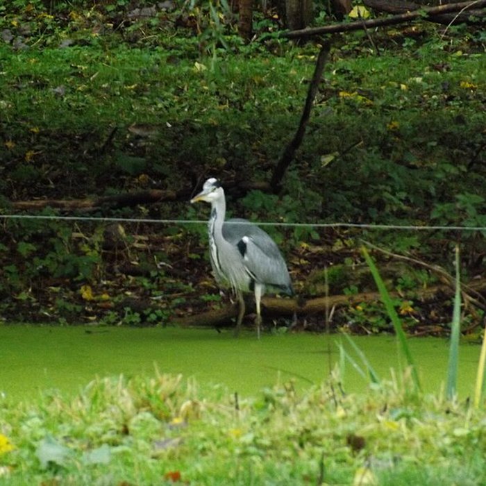 Photo de Citadelle de Lille