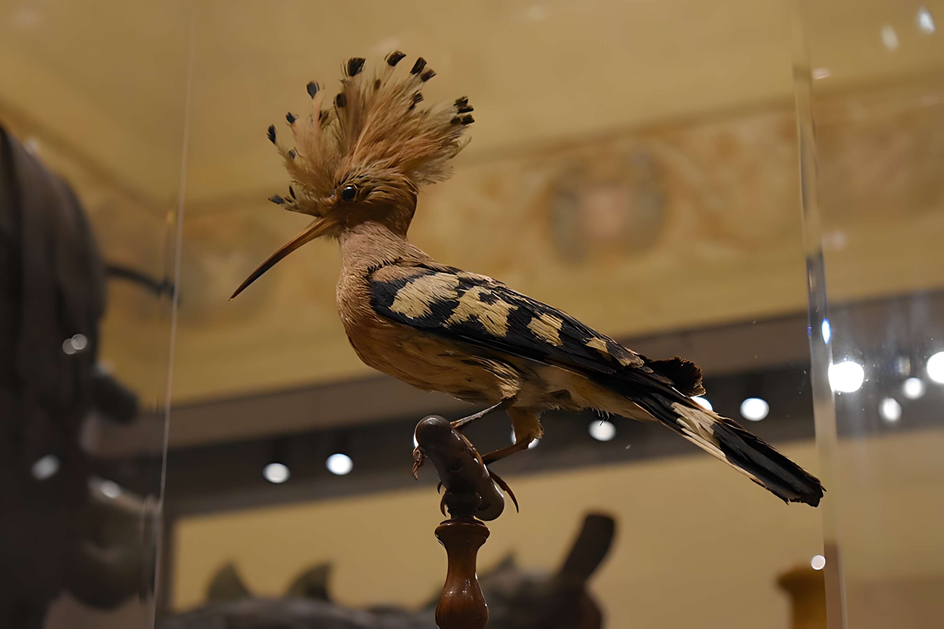 Ancien collège des Jésuites et ancien hôtel de Laval-Castellane, actuellement musée d'art chrétien et Museon Arlaten