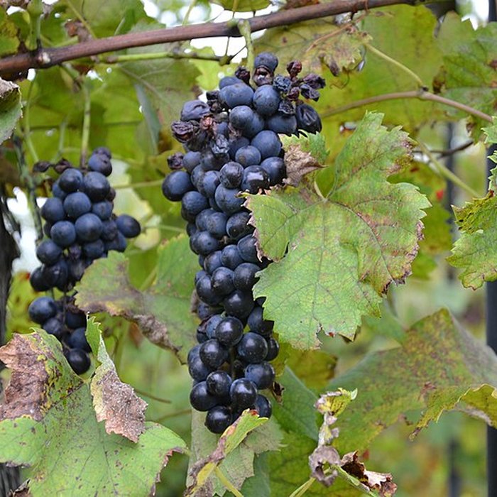 Photo de Manoir Renaissance dit Mas de la Brune