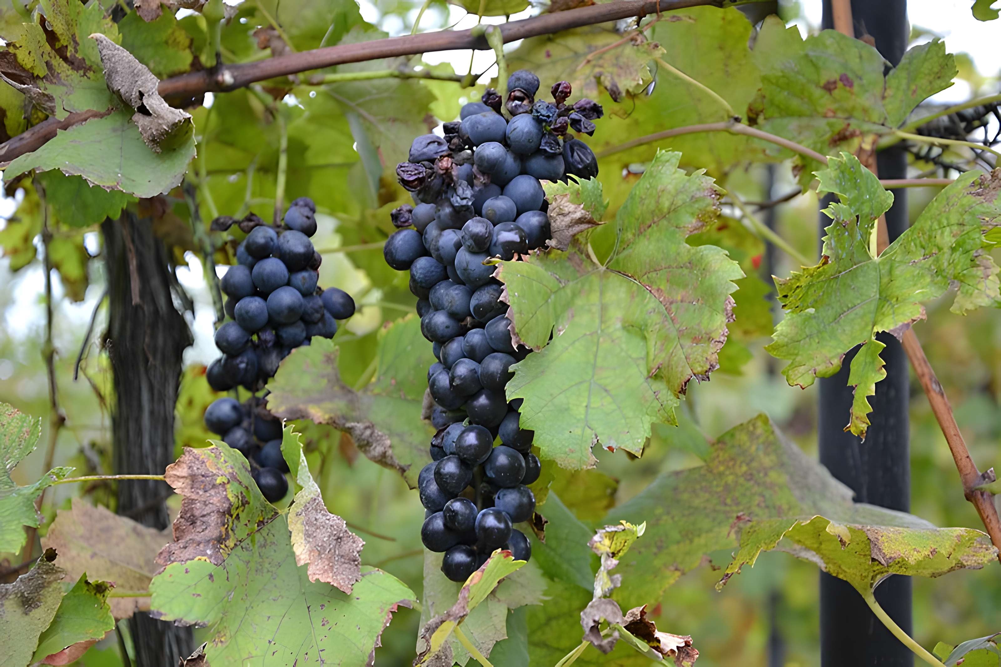 Manoir Renaissance dit Mas de la Brune