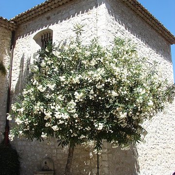 Collégiale de la Conversion-de-Saint-Paul de Saint-Paul-de-Vence