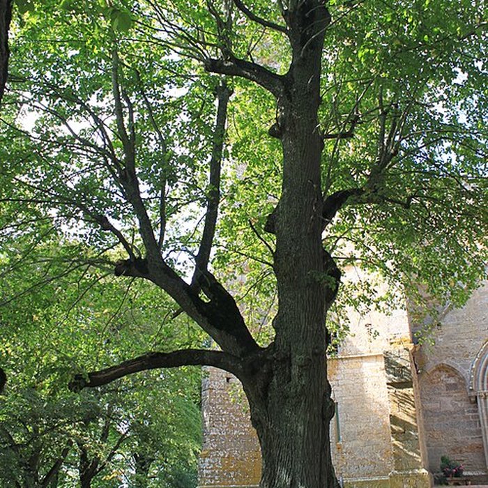 Photo de Collégiale de Thil