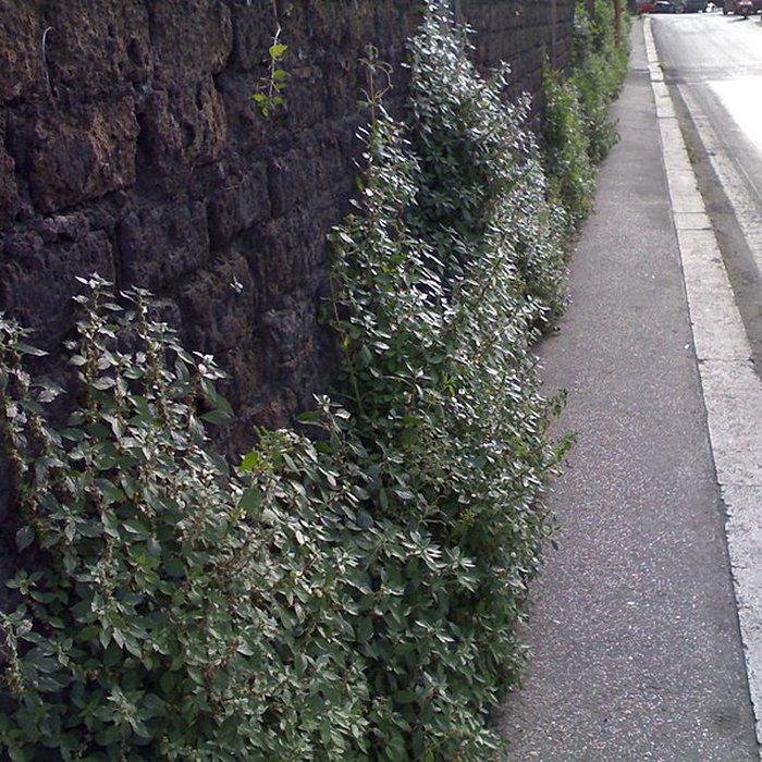 Photo de Antique voie aurélienne également sur commune de Maussane