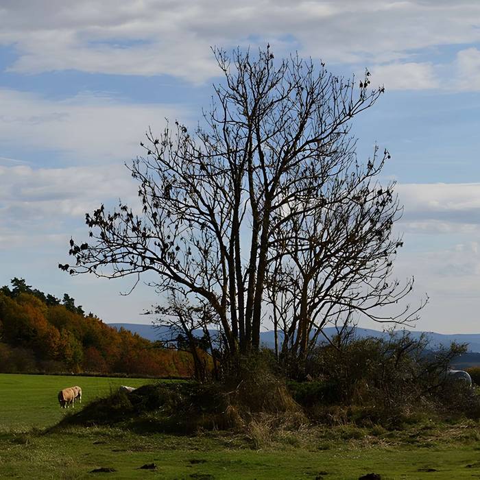 Photo de Tumuli de La Chau