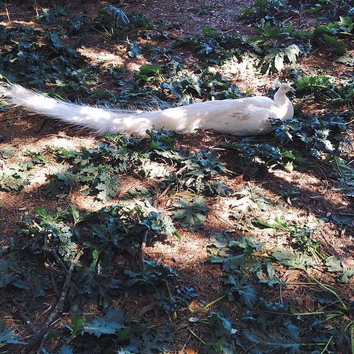 Photo de Ensemble historique et archéologique de la cité épiscopale et canoniale de Maguelone