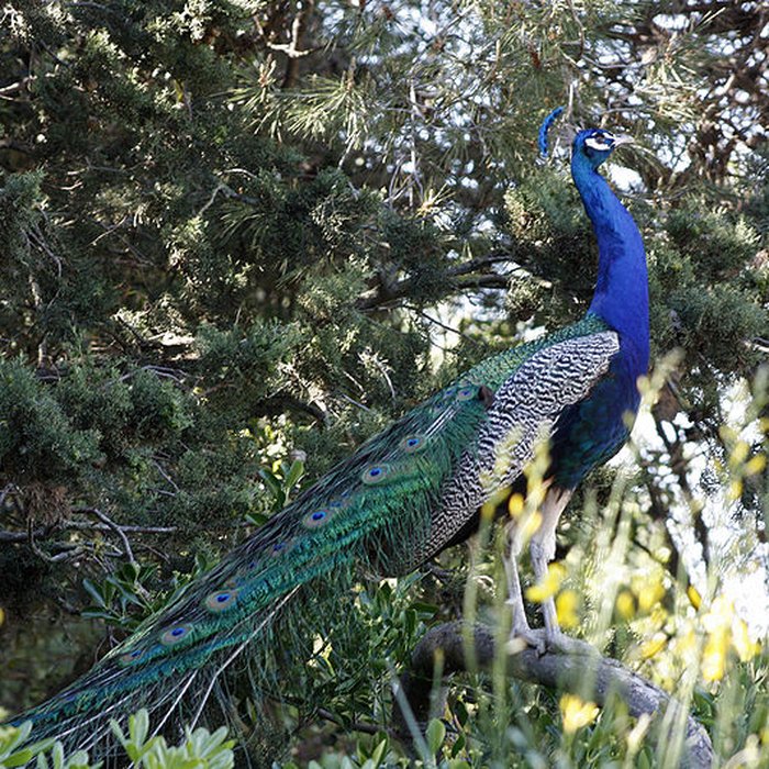 Photo de Ensemble historique et archéologique de la cité épiscopale et canoniale de Maguelone