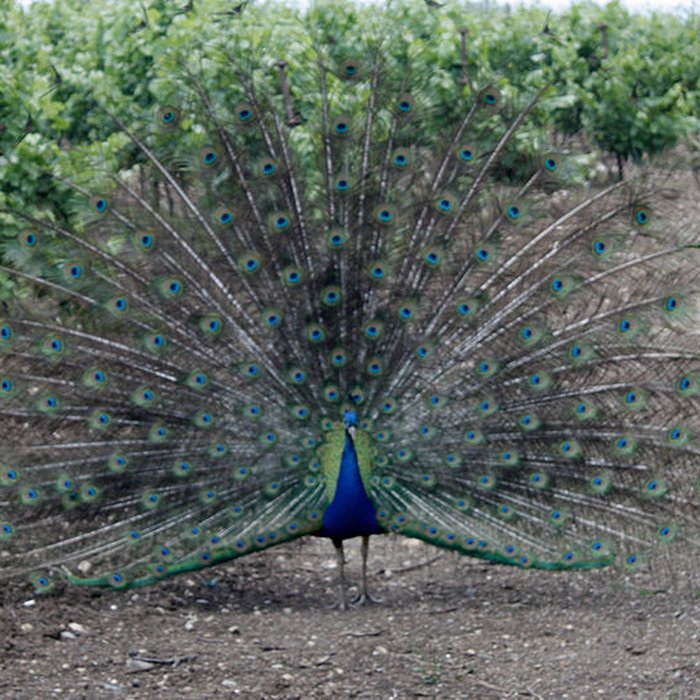 Photo de Ensemble historique et archéologique de la cité épiscopale et canoniale de Maguelone