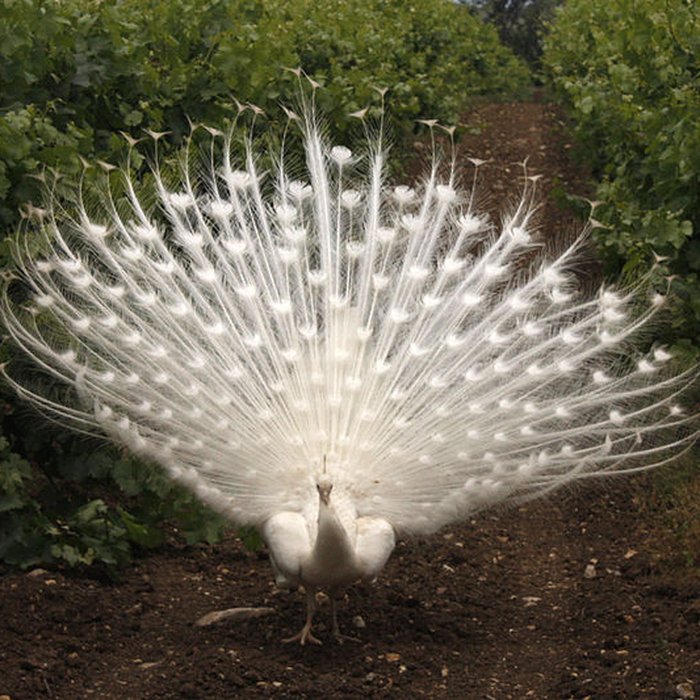 Photo de Ensemble historique et archéologique de la cité épiscopale et canoniale de Maguelone