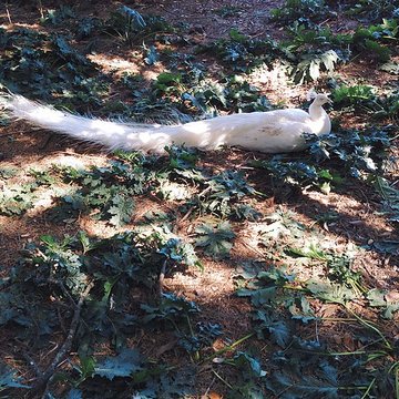 Ensemble historique et archéologique de la cité épiscopale et canoniale de Maguelone