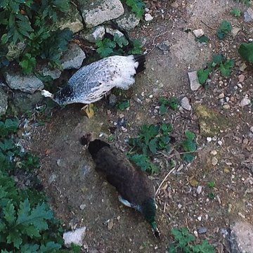 Ensemble historique et archéologique de la cité épiscopale et canoniale de Maguelone