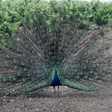 Ensemble historique et archéologique de la cité épiscopale et canoniale de Maguelone