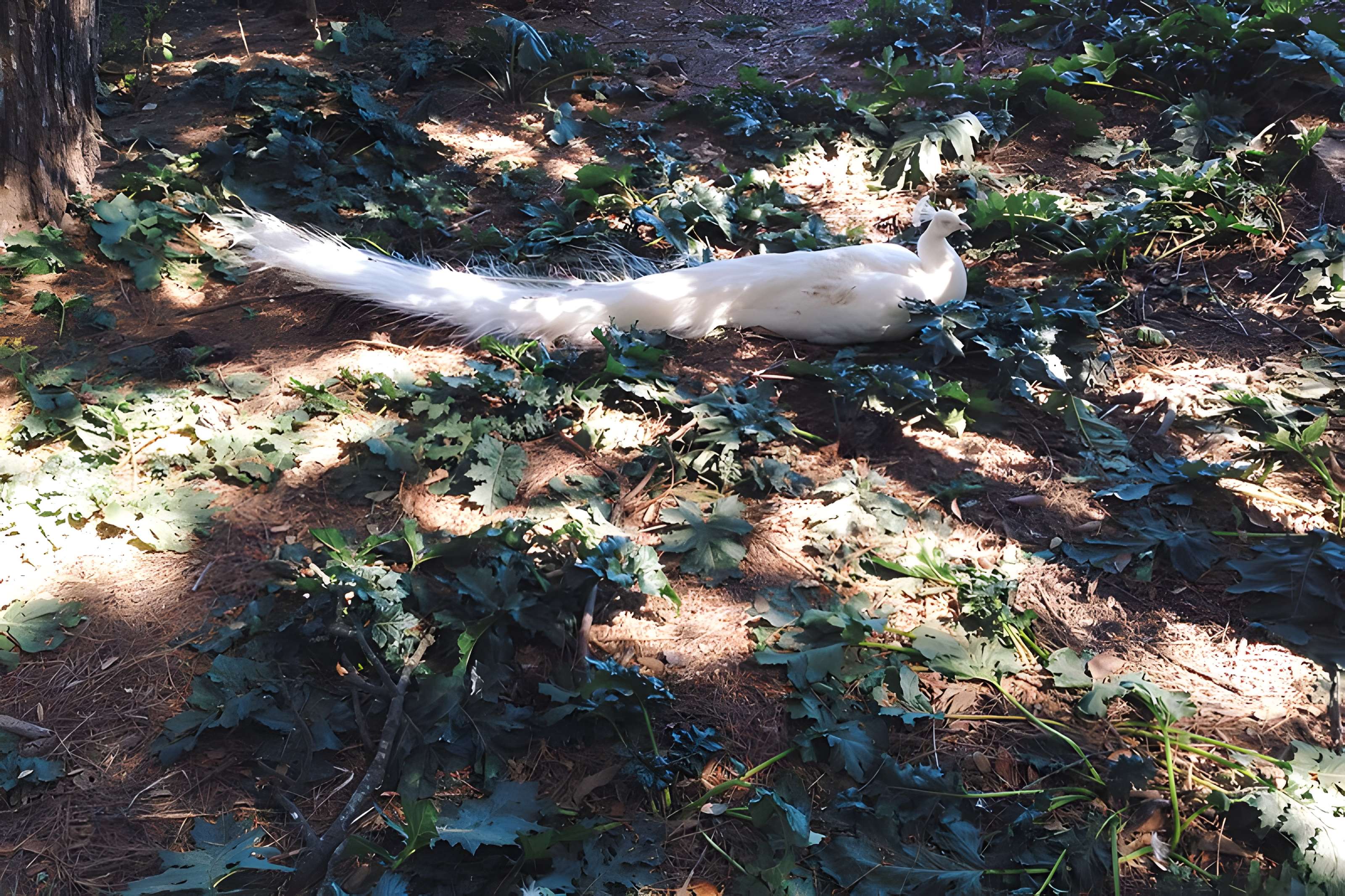 Ensemble historique et archéologique de la cité épiscopale et canoniale de Maguelone