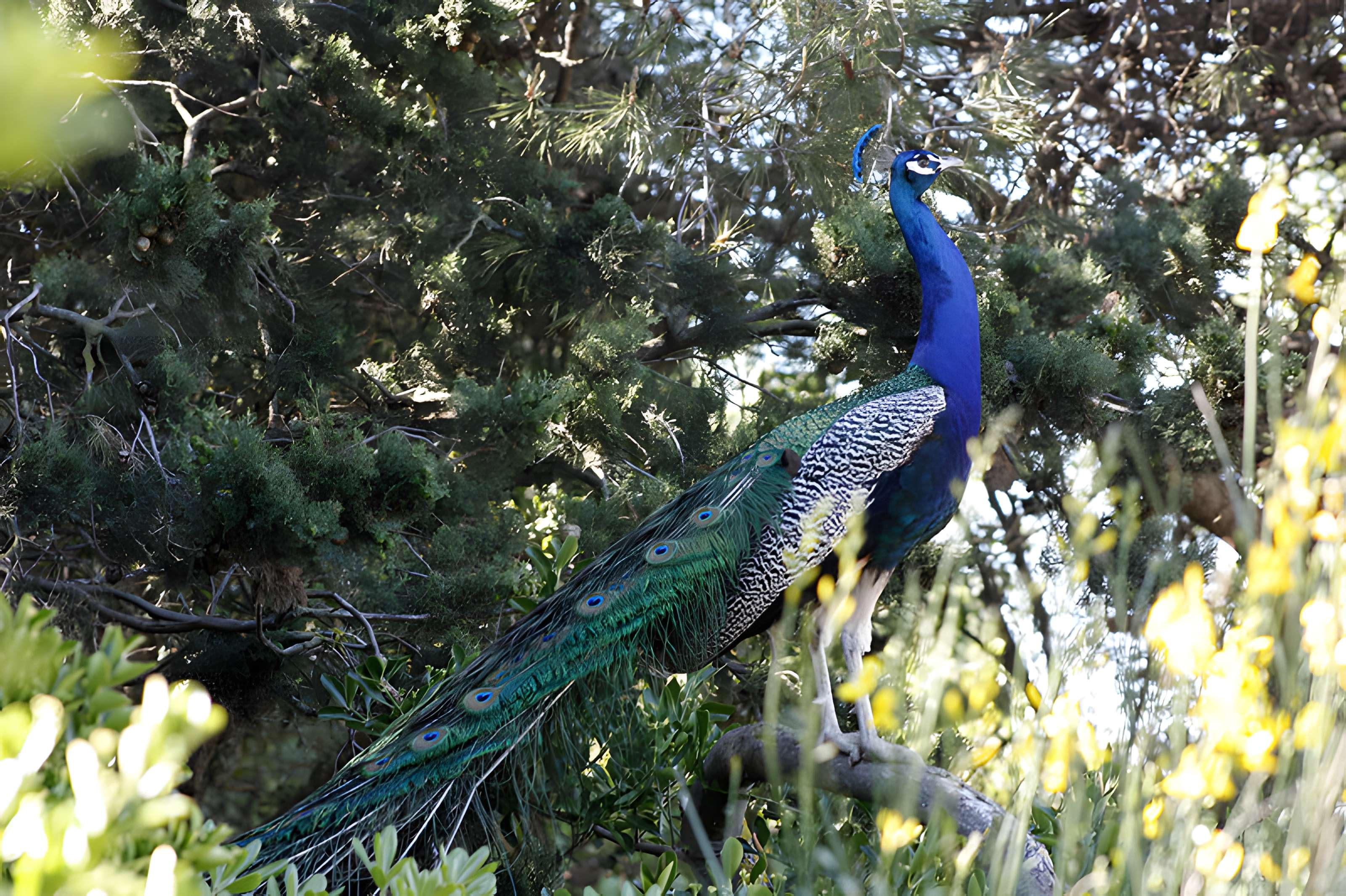Ensemble historique et archéologique de la cité épiscopale et canoniale de Maguelone