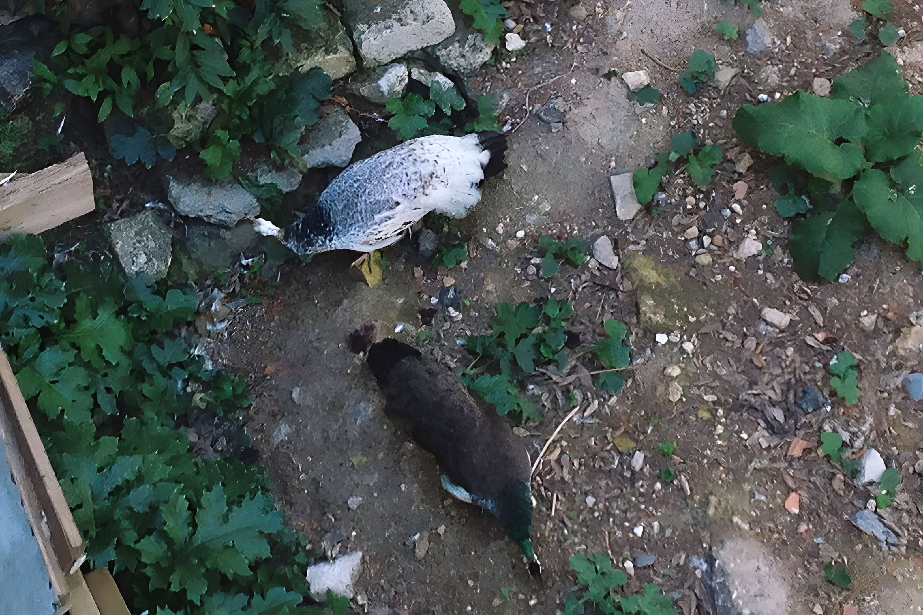 Ensemble historique et archéologique de la cité épiscopale et canoniale de Maguelone