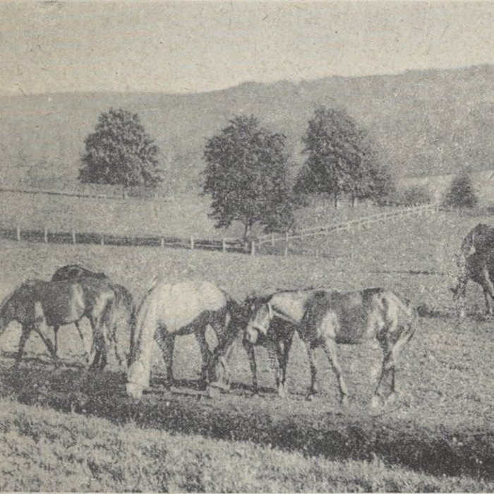 Photo de Haras national de Pompadour