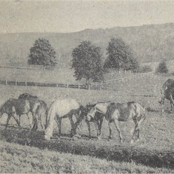 Haras national de Pompadour