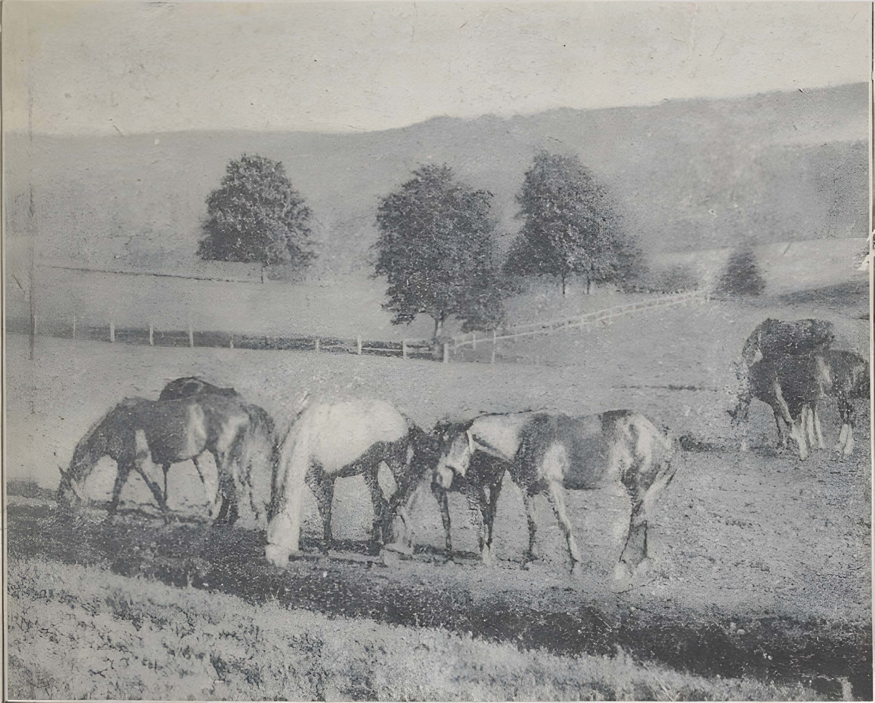 Haras national de Pompadour