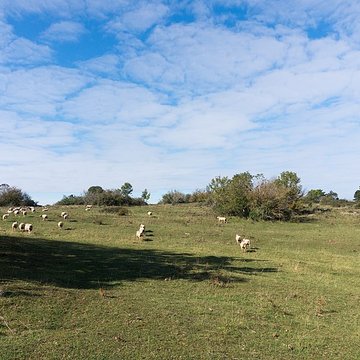 Camp de Myard ou Miard