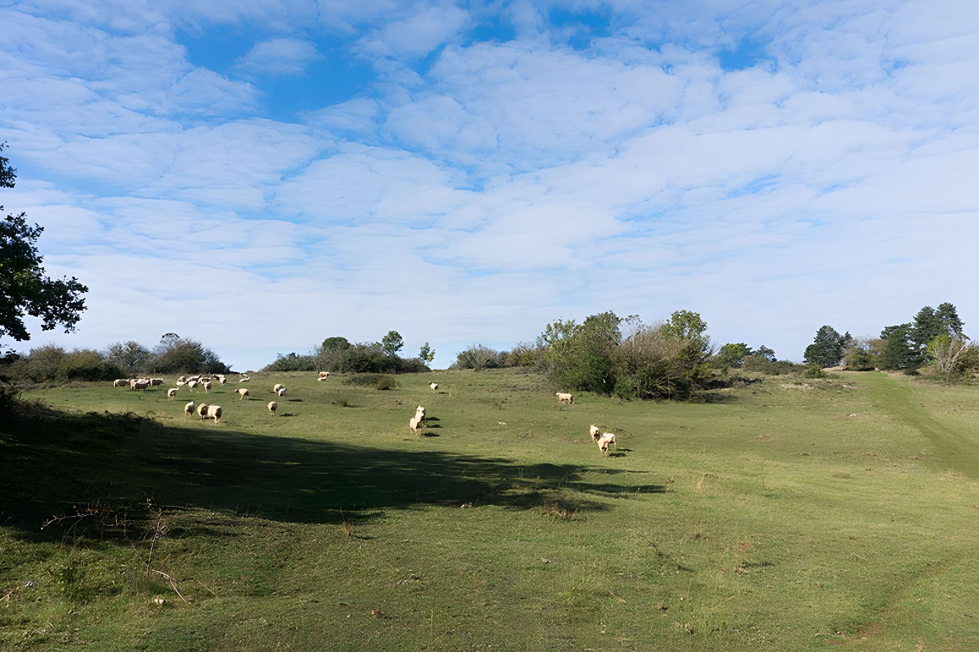 Camp de Myard ou Miard