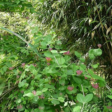 Maison de la Grande Vigne