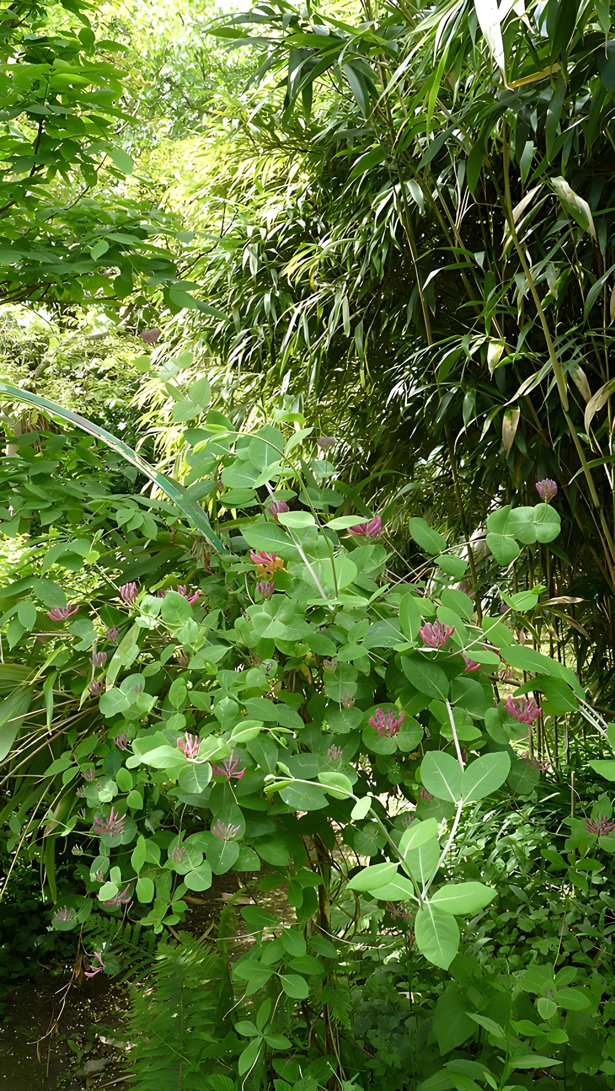 Maison de la Grande Vigne