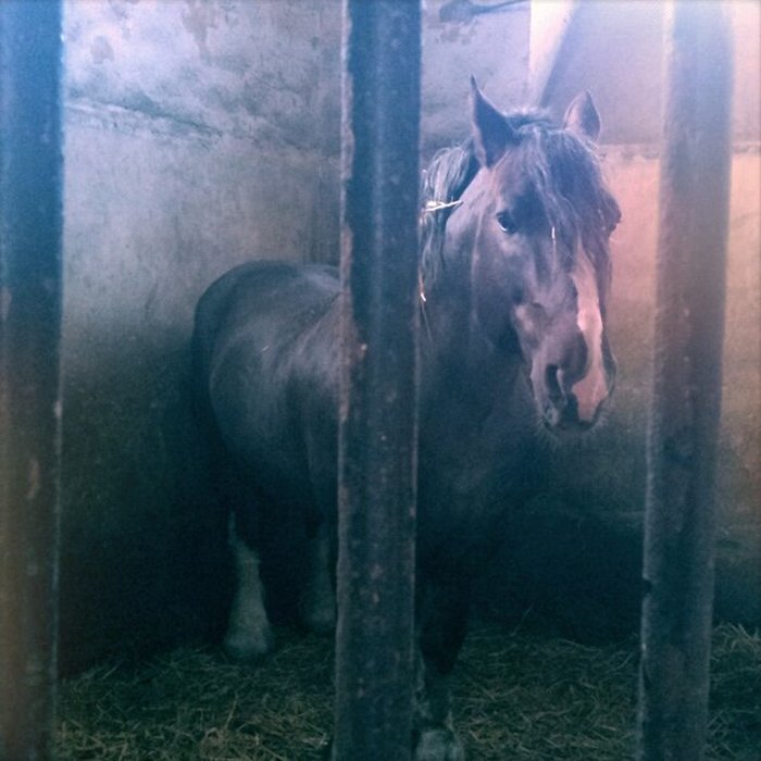 Photo de Haras national