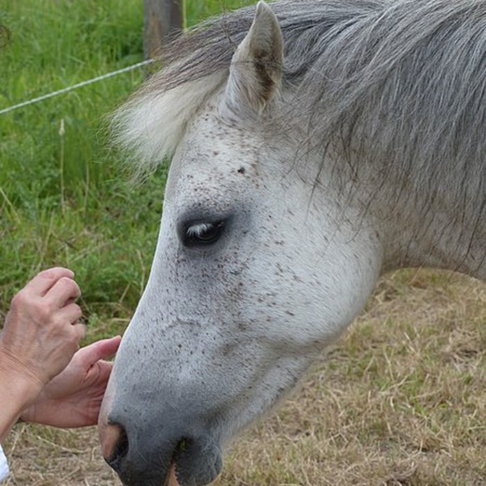 Photo de Haras national