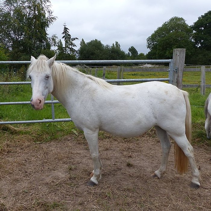 Photo de Haras national