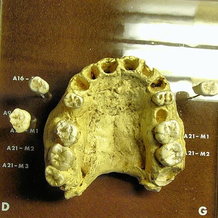 Photo de Grotte de la Caune de lArago