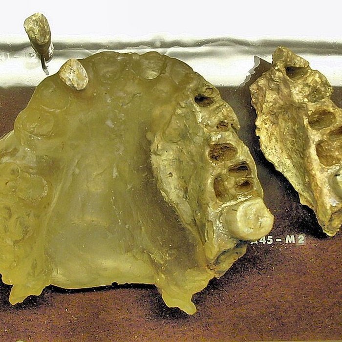 Photo de Grotte de la Caune de lArago