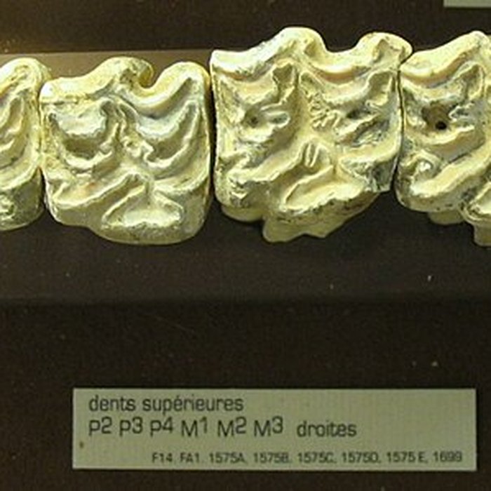 Photo de Grotte de la Caune de lArago