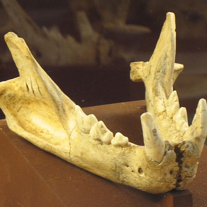 Photo de Grotte de la Caune de lArago