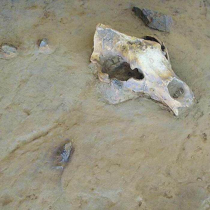Photo de Grotte de la Caune de lArago