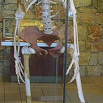 Grotte de la Caune de lArago