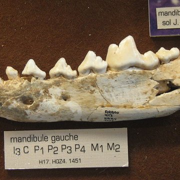 Grotte de la Caune de lArago