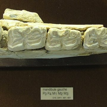 Grotte de la Caune de lArago