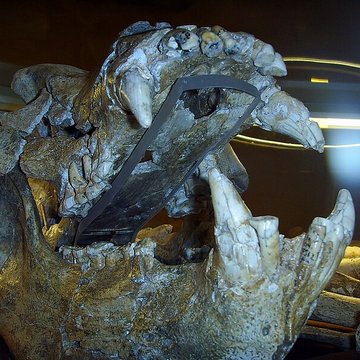 Grotte de la Caune de lArago