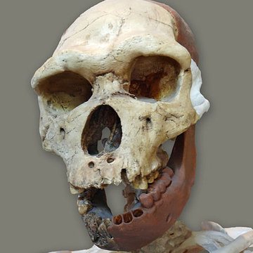 Grotte de la Caune de lArago