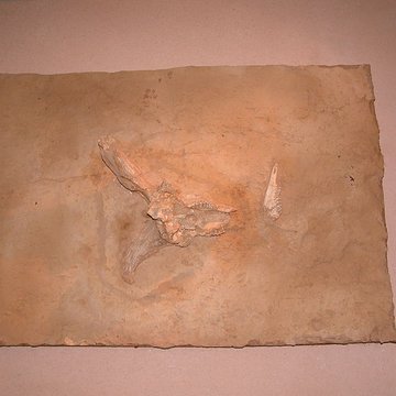 Grotte de la Caune de lArago