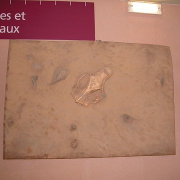 Grotte de la Caune de lArago