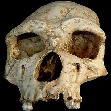 Grotte de la Caune de lArago