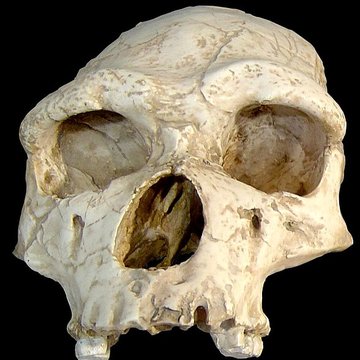 Grotte de la Caune de lArago