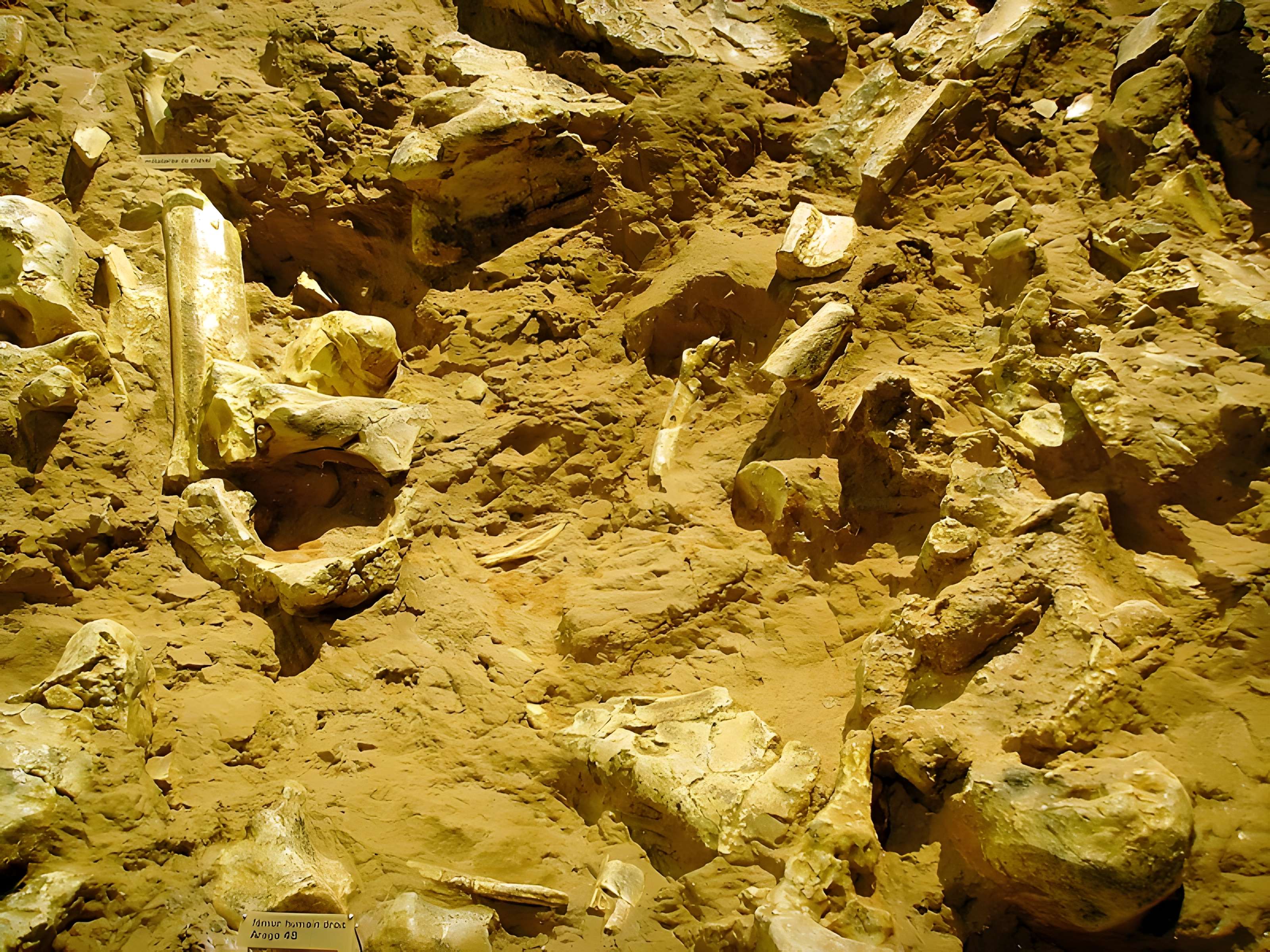 Grotte de la Caune de l'Arago