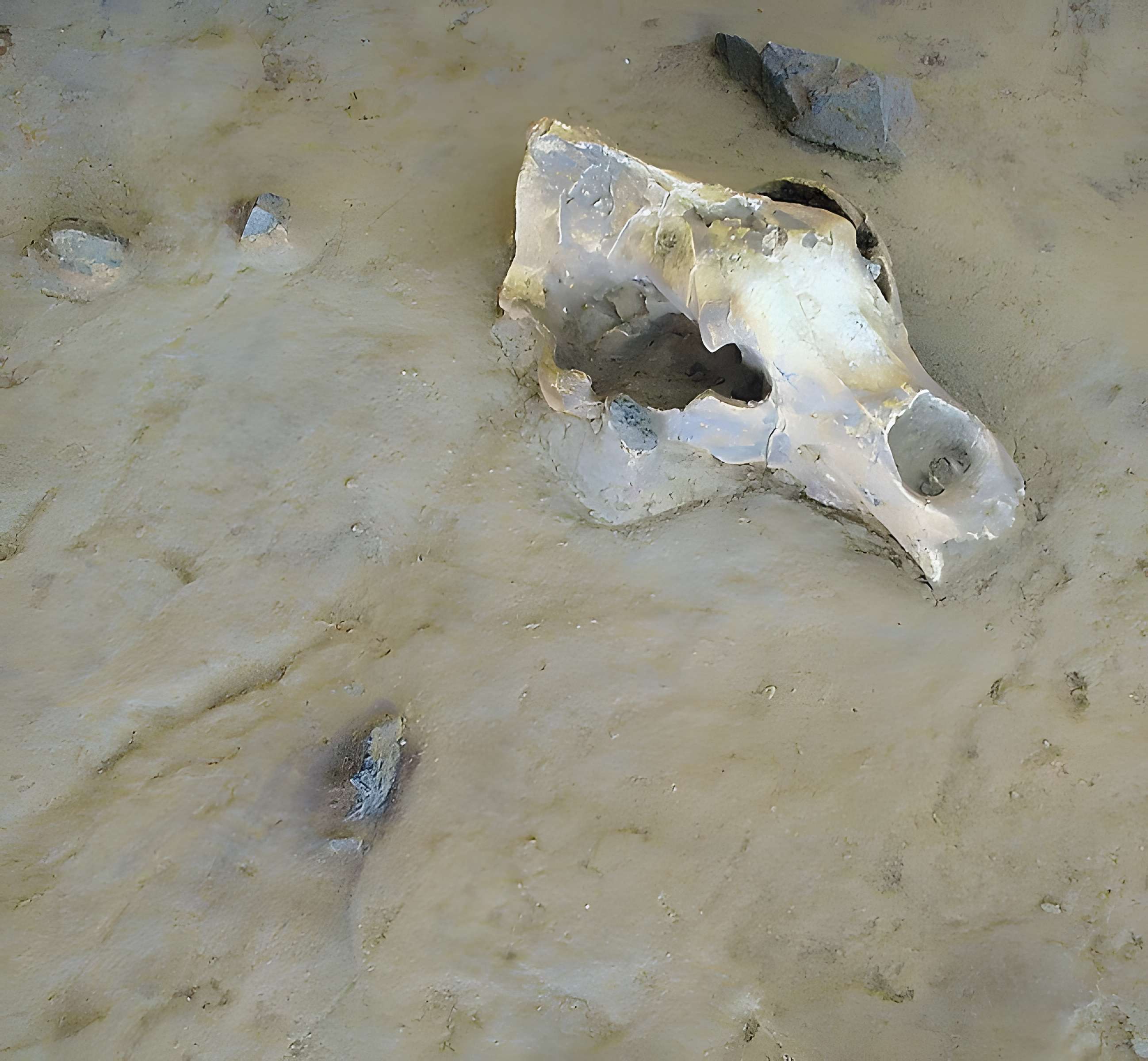 Grotte de la Caune de l'Arago