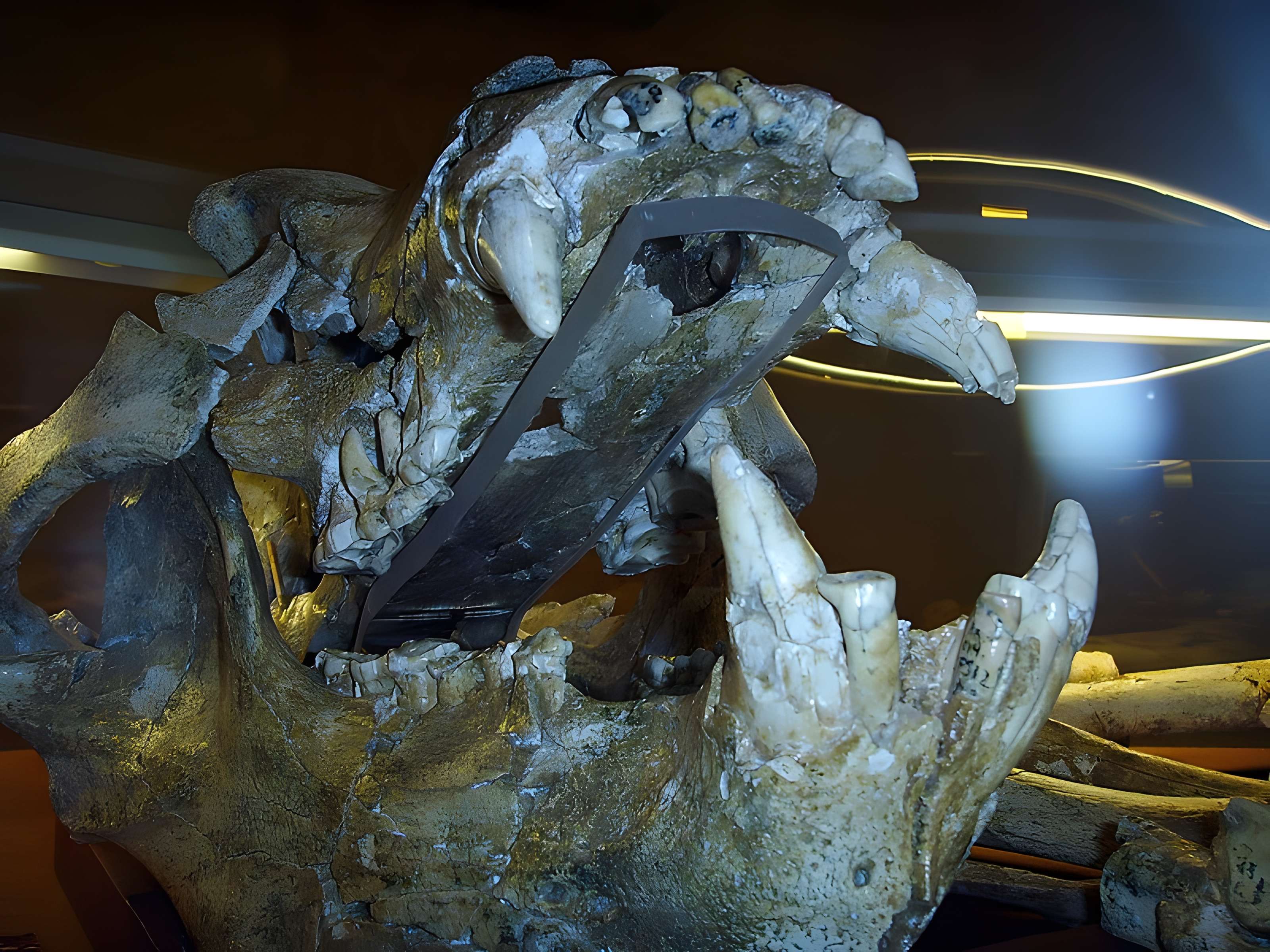 Grotte de la Caune de l'Arago