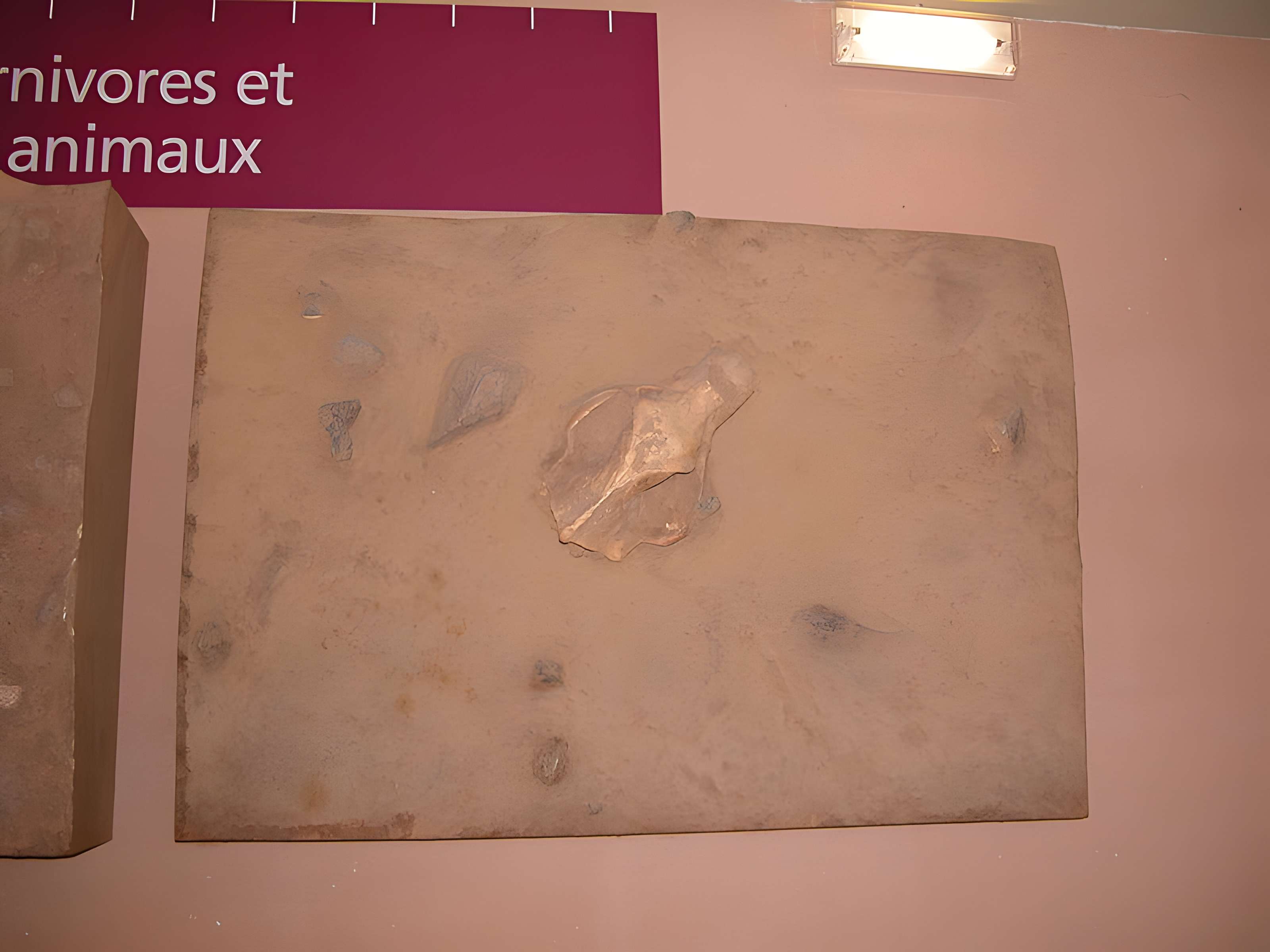 Grotte de la Caune de l'Arago