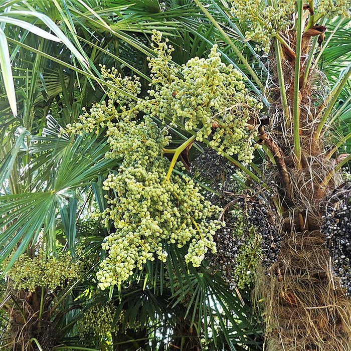 Photo de Château de Mounet-Sully
