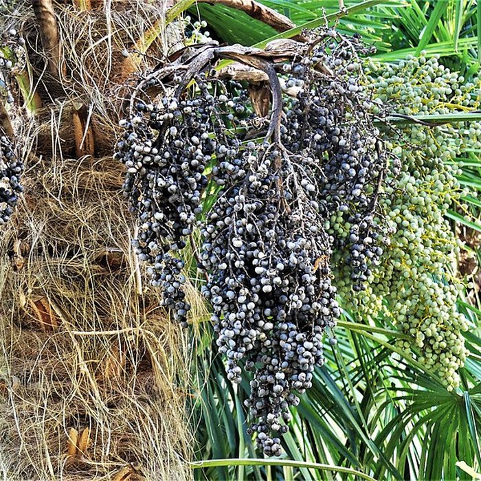 Photo de Château de Mounet-Sully