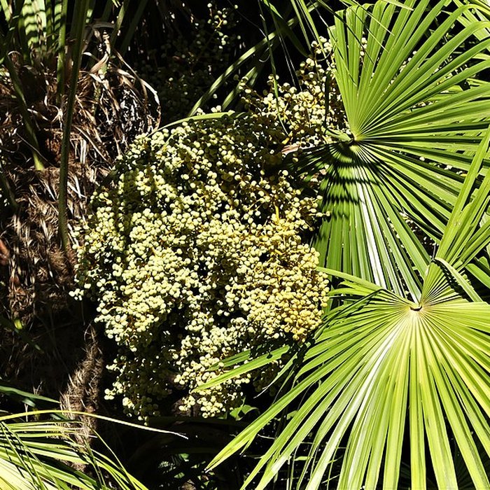 Photo de Château de Mounet-Sully